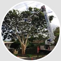 Valley Tree Services image 7